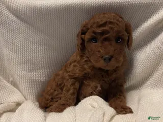 Toy Poodle dogs Dorthy Teacup Both Parents Live Here - Ad 22