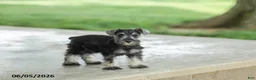 Miniature Schnauzer dogs for sale: Fulton - Ad 1