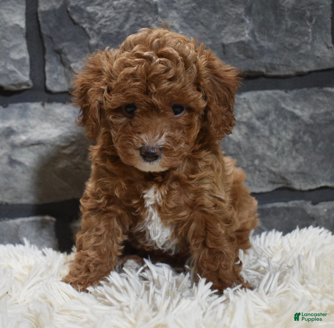Toy Poodle dogs for sale: Callie  - Ad 5