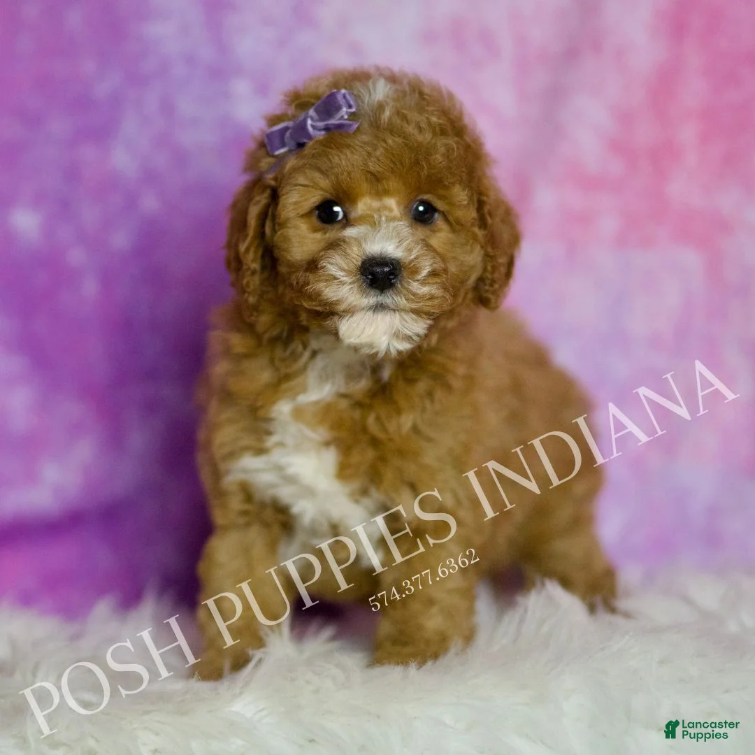 Mini Goldendoodle dogs for sale: Polly - Ad 5