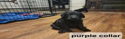 Labradoodle dogs for sale: Labradoodle purple collar - Ad 13