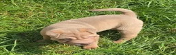Shar Pei dogs for sale: Larry  - Ad 10
