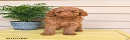 Miniature Poodle dogs for sale: Lennard - Ad 2
