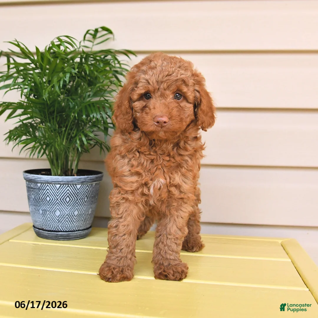 Miniature Poodle dogs for sale: Lennard - Ad 2