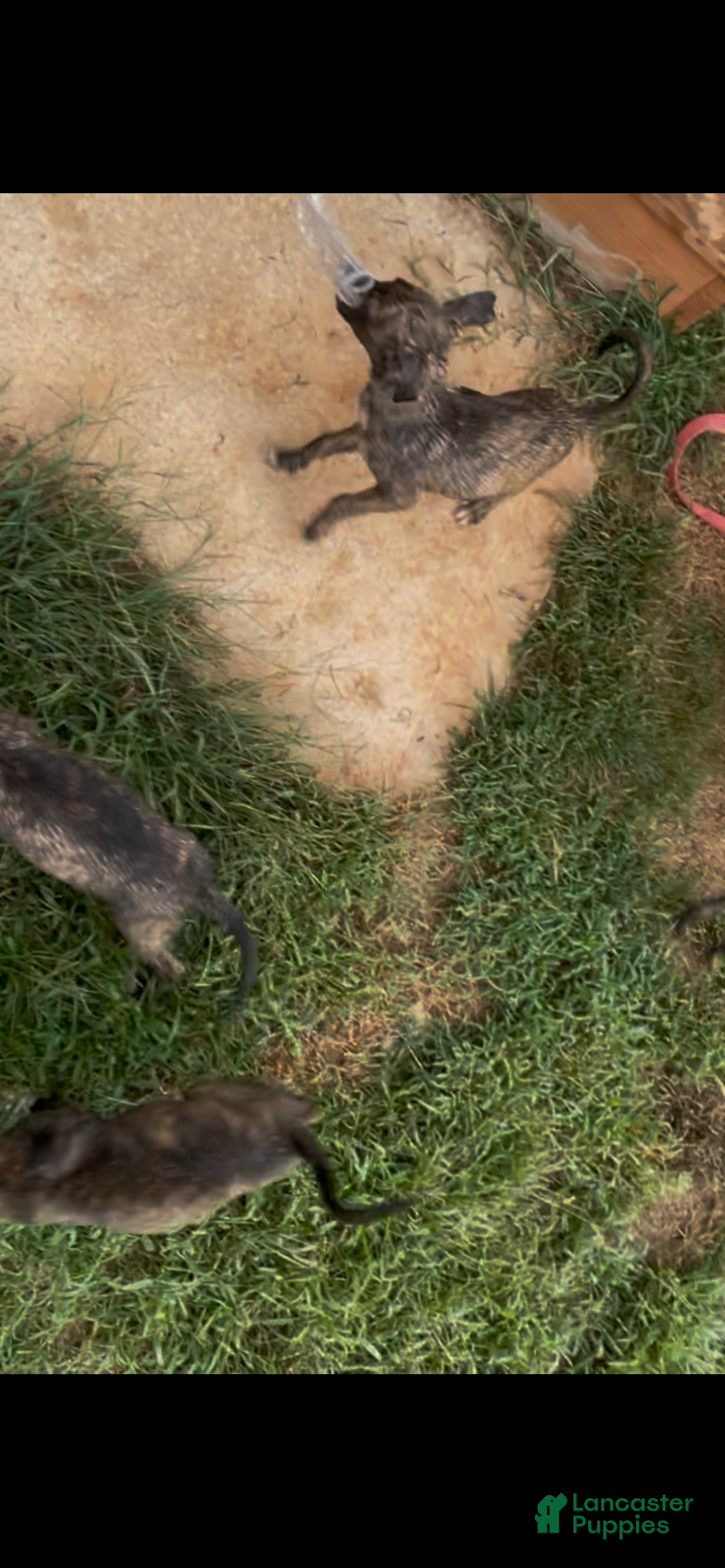 Mixed Breed dogs Mixed Breed 6 - Ad 39