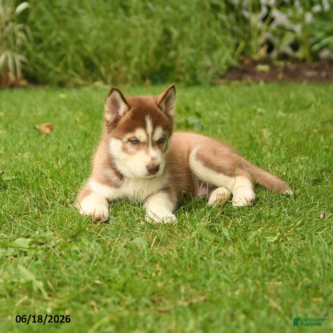 Siberian Husky dogs for sale: Henry - Ad 2