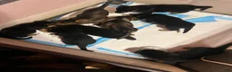German Shepherd dogs for sale: German Shepherd 3 - Ad 5