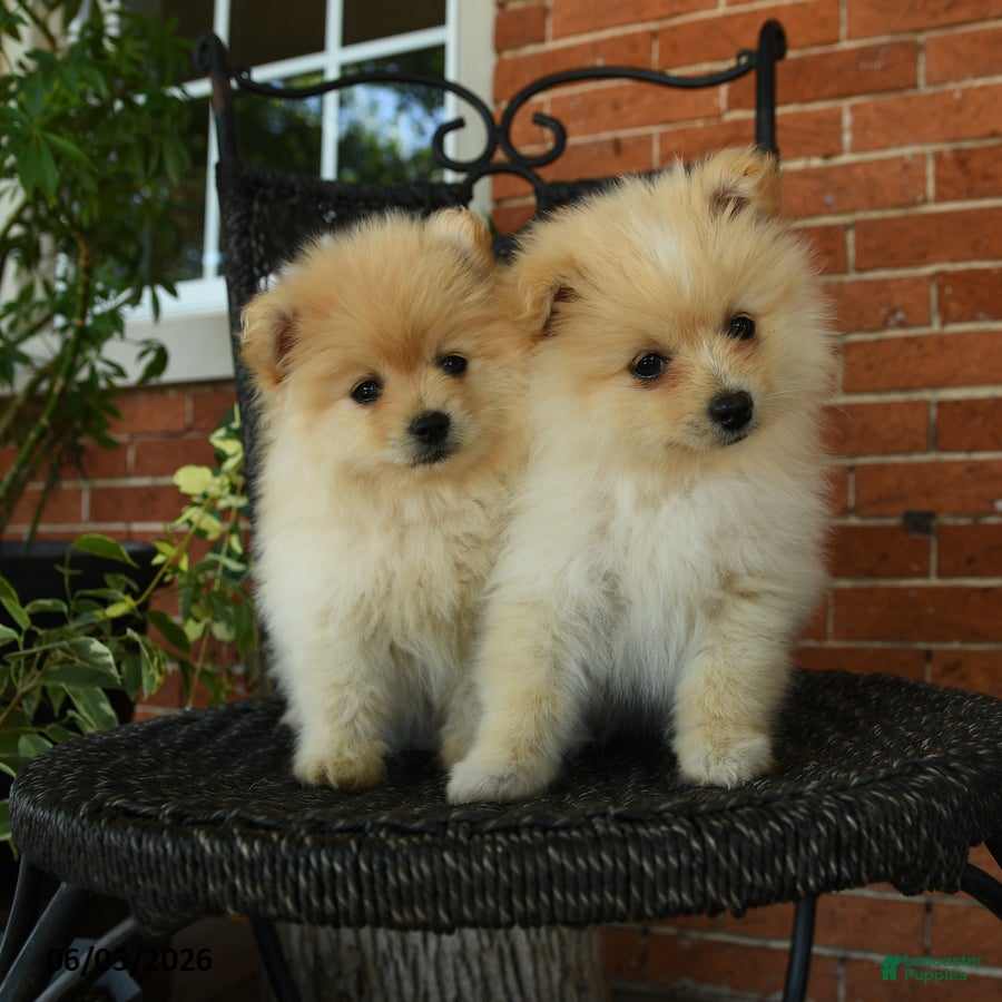 Pomeranian dogs for sale: Oscar - Ad 3
