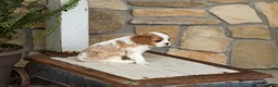 Cavalier King Charles Spaniel dogs for sale: AKC Kevin - Ad 4