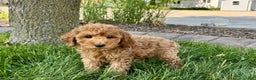 Cockapoo dogs for sale: Howie - Ad 1