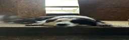 Border Collie dogs for sale: Black & White Male - Ad 8