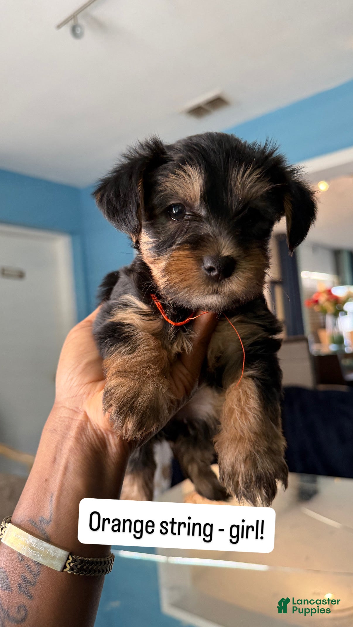 Yorkshire Terrier dogs Yorkshire Terrier Puppy 1 - Ad 14