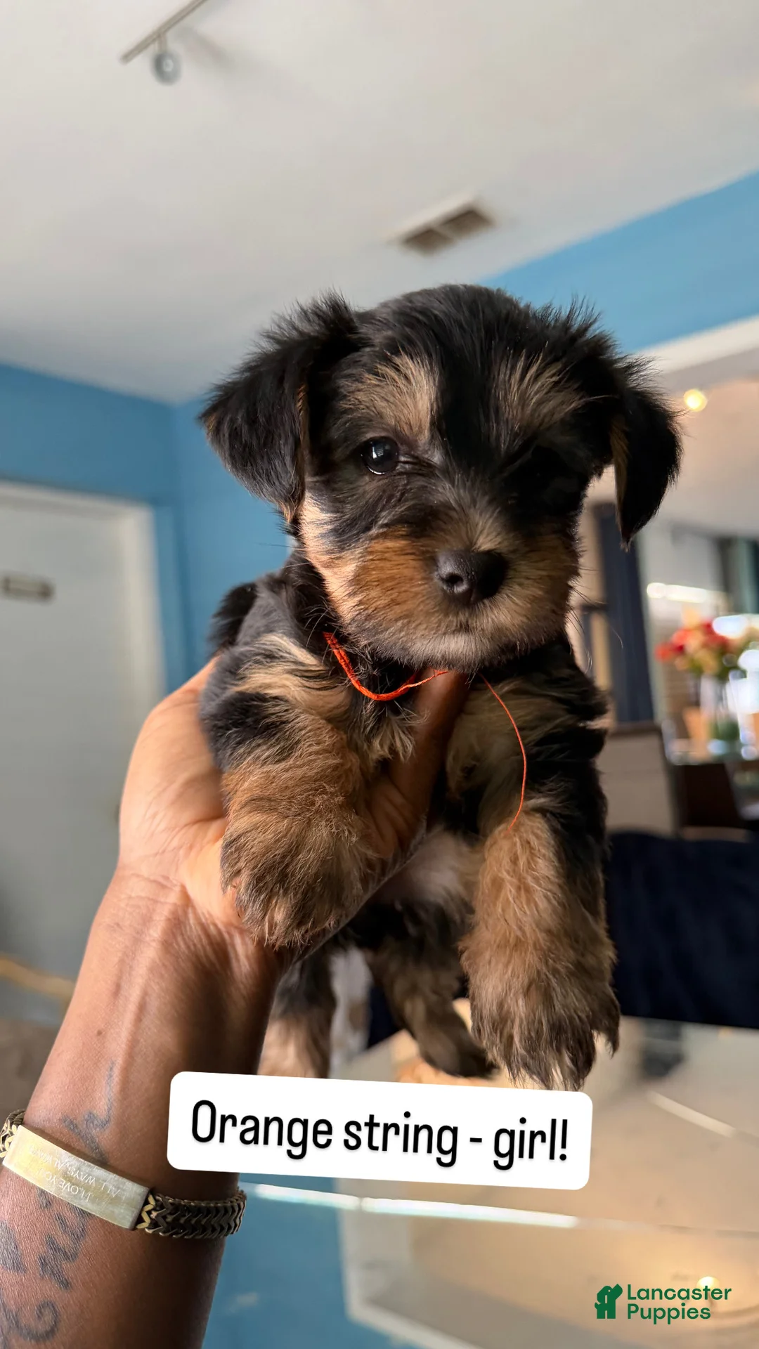 Yorkshire Terrier dogs for sale: Yorkshire Terrier Puppy 1 - Ad 1