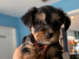 Yorkshire Terrier dogs Yorkshire Terrier Puppy 1 - Ad 14