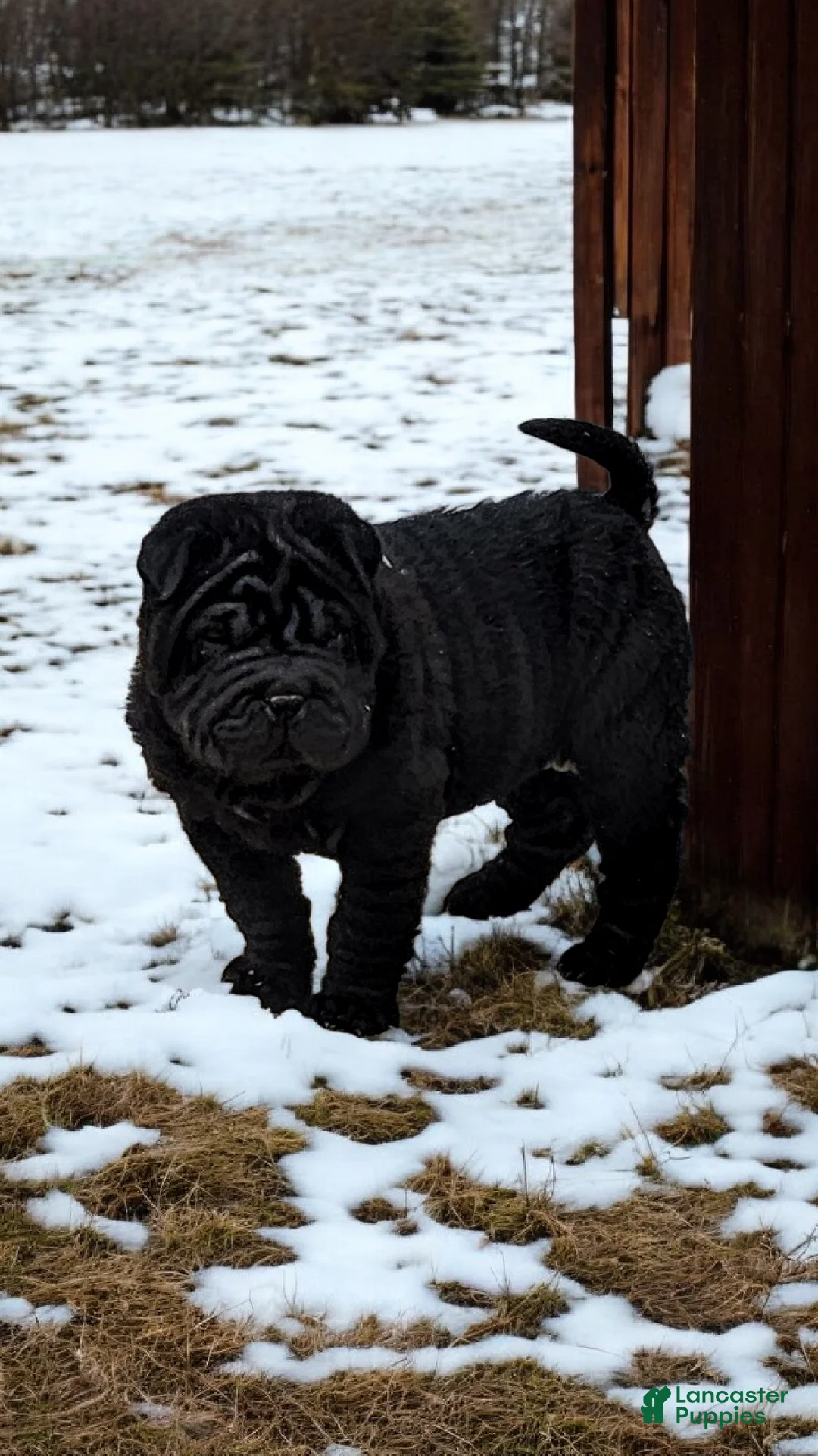 Shar Pei dogs for sale: Raven mini  - Ad 25