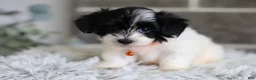 Maltipoo dogs for sale: Tiny - Ad 6