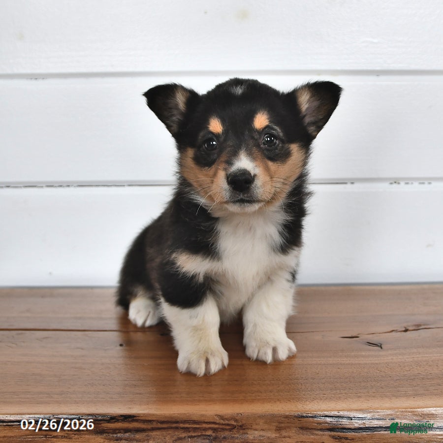 Welsh Corgi Pembroke dogs Honey - Ad 2