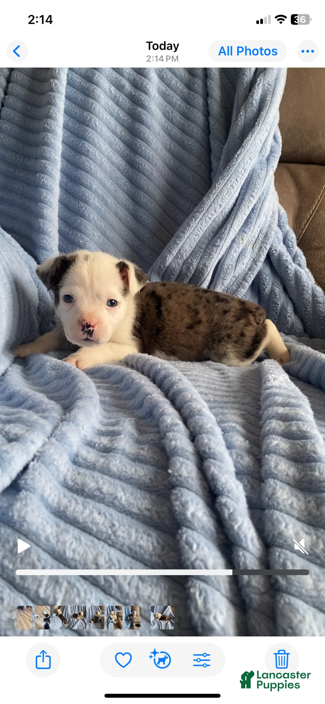 Mixed Breed dogs for sale: Jackson - Ad 4