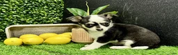 Chihuahua dogs for sale: Chihuahua Puppy 2 - Ad 1