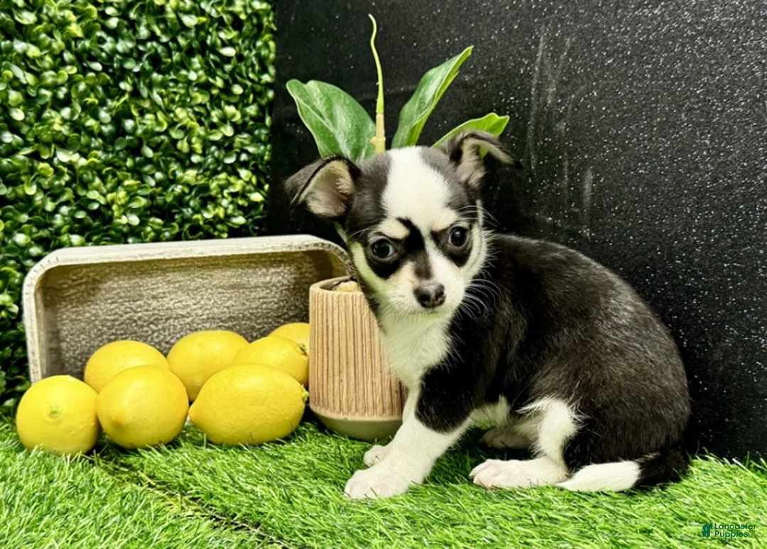 Chihuahua dogs for sale: Chihuahua Puppy 2 - Ad 1