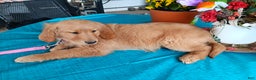 Golden Retriever dogs for sale: Sport - Ad 2
