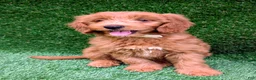 Mini Goldendoodle dogs for sale: Bella - Ad 5