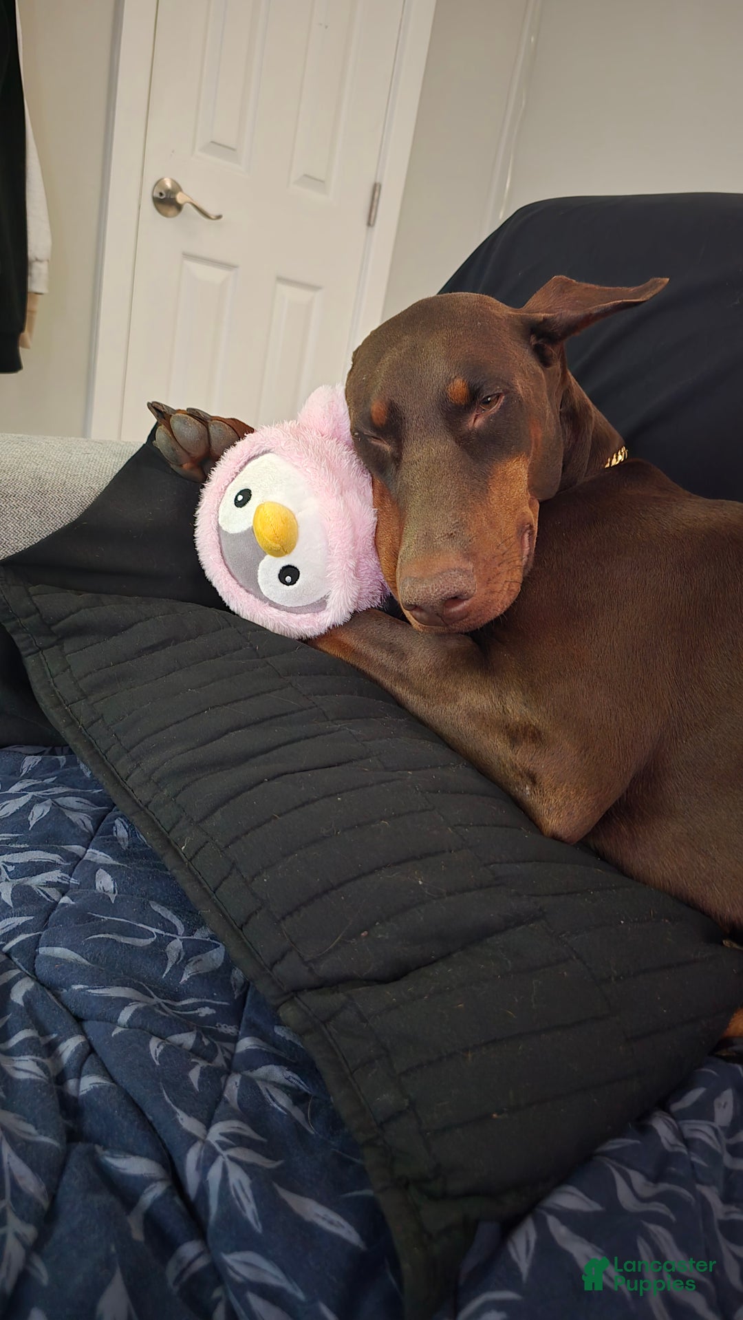 Doberman Pinscher dogs for sale: Pepper Jack - Ad 4