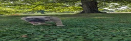 Cane Corso dogs for sale: Pluto  - Ad 4