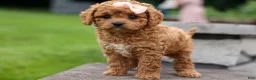 Cavapoo dogs for sale: Veronica💖 - Ad 16