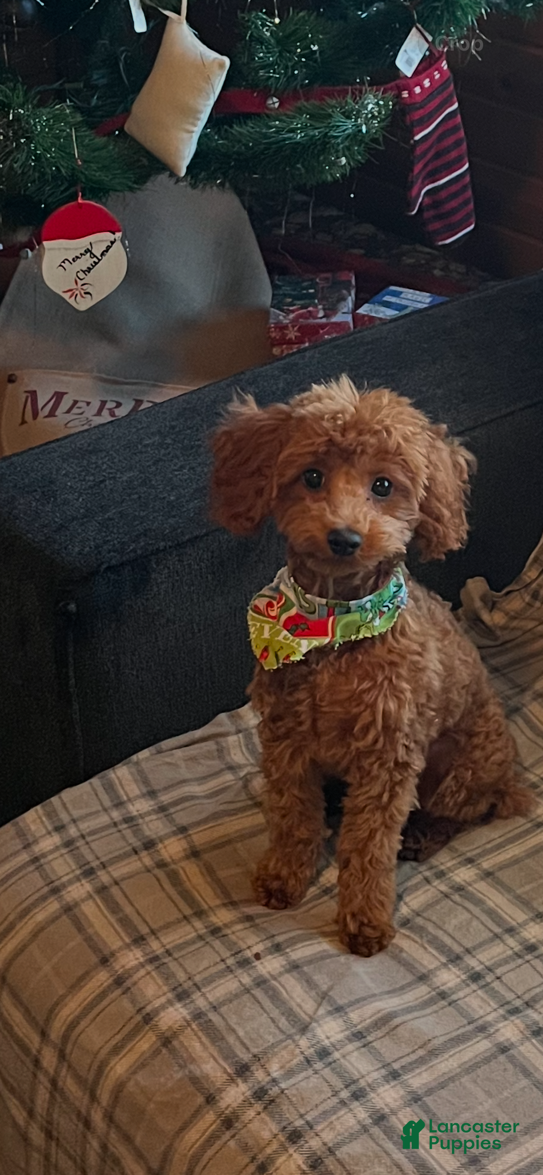 Bichpoo dogs for sale: Buttercup - Ad 3
