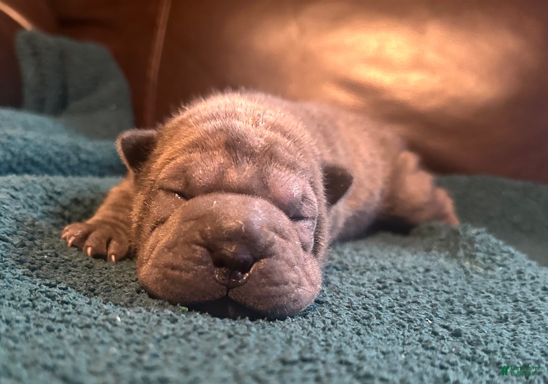 Shar Pei dogs for sale: Valentine - Ad 5