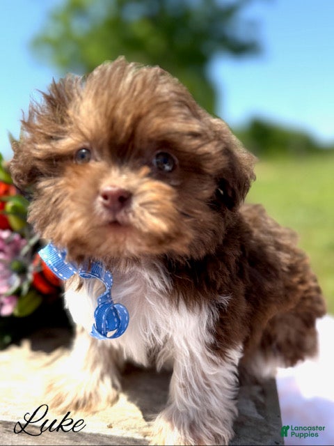 Shihpoo dogs Luke Chocolate and White Boy  - Ad 29