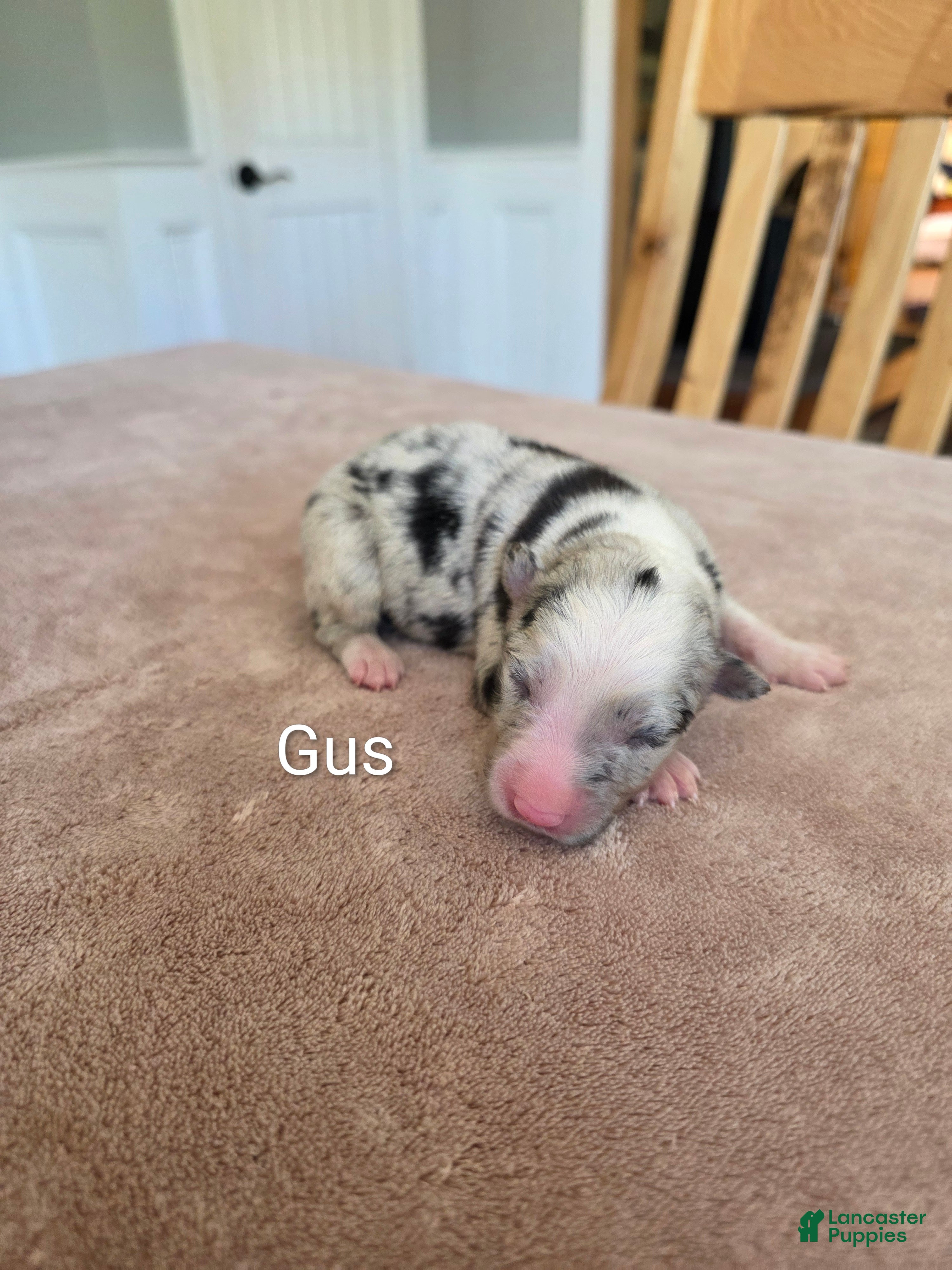 Border Collie dogs Gus - Ad 8