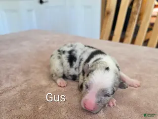 Border Collie dogs Gus - Ad 12