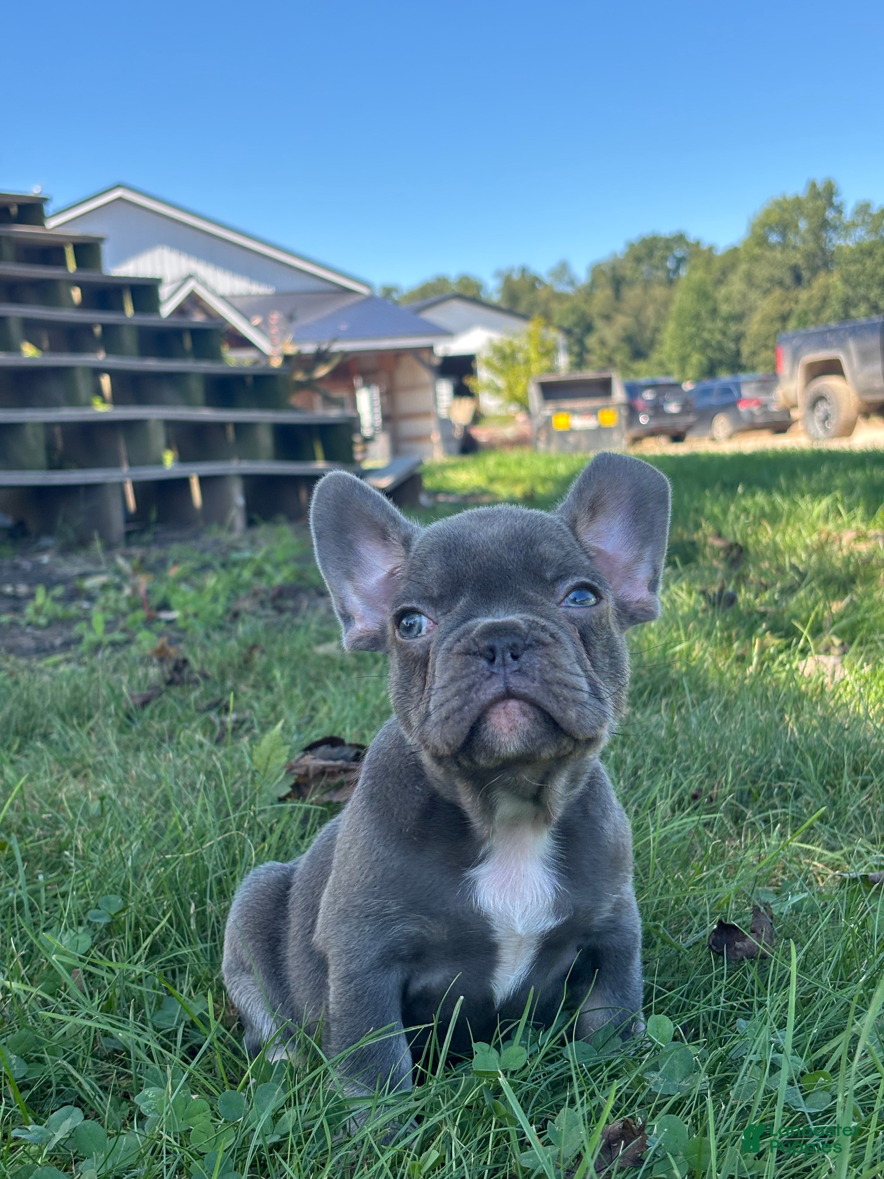 French Bulldog dogs Kayden - Ad 1