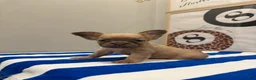 French Bulldog dogs for sale: Chanel - Ad 4