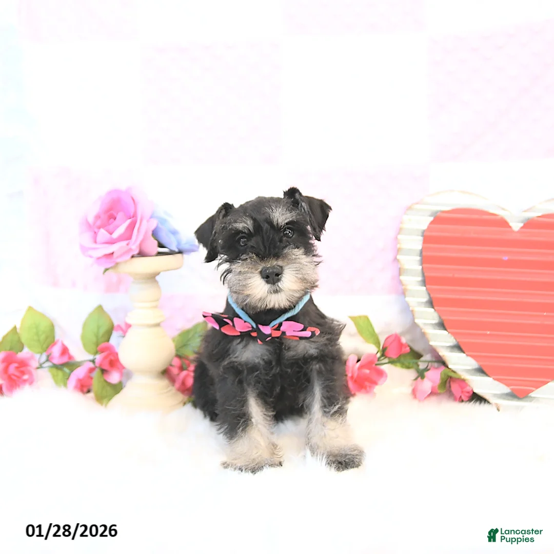 Miniature Schnauzer dogs for sale: Kyah - Ad 2