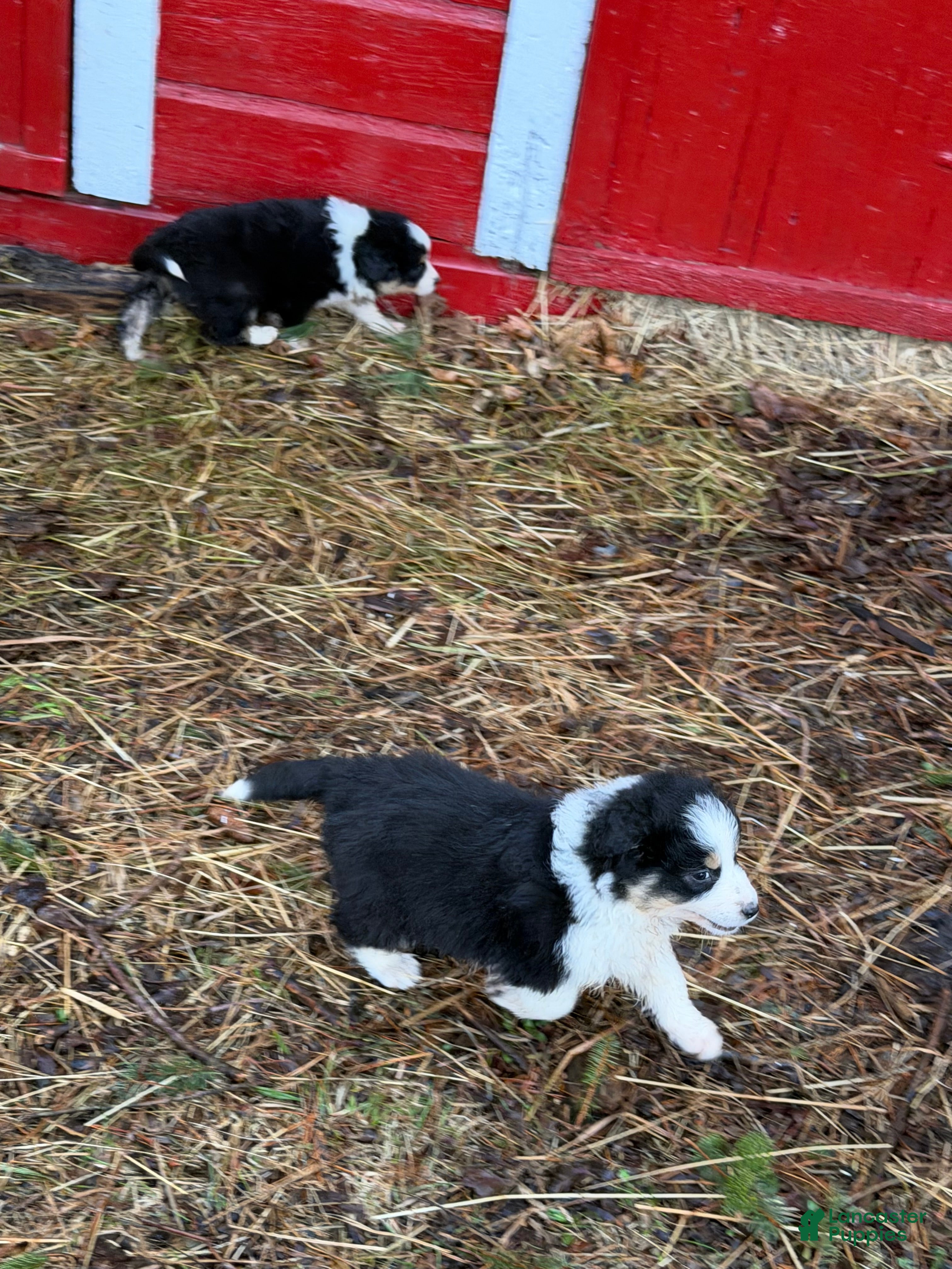 Australian Shepherd dogs Australian Shepherd Puppy 2 - Ad 2