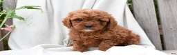 Cavapoo dogs for sale: Morrison - Ad 3