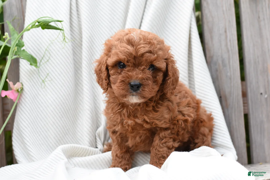 Cavapoo dogs for sale: Morrison - Ad 3