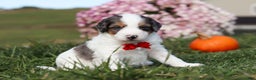 Mini Bernedoodle dogs for sale: Charlie - Ad 1