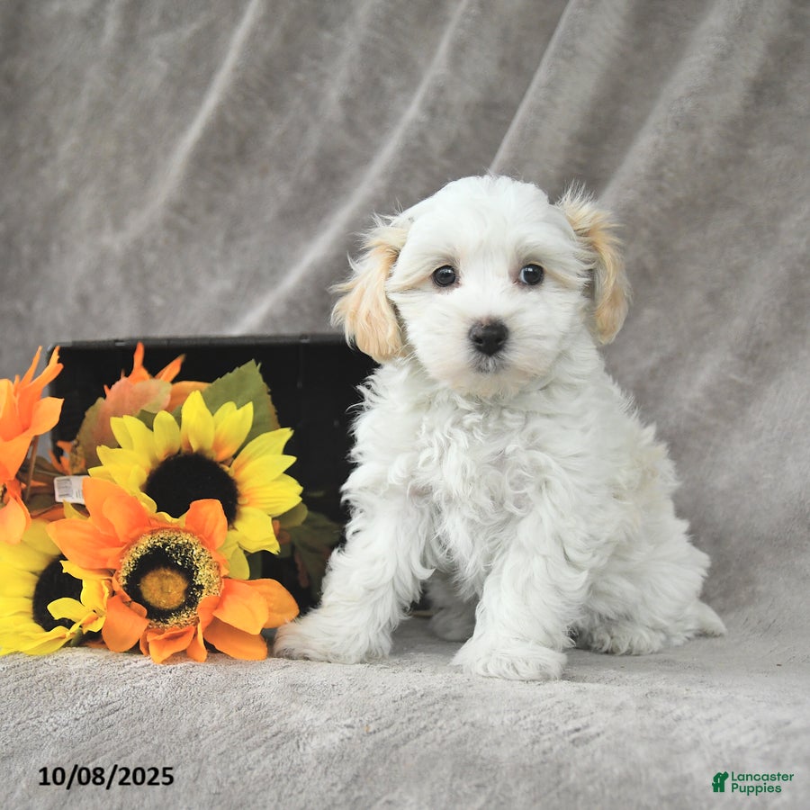 Maltipoo Puppies for sale under $500 Lancaster Puppies