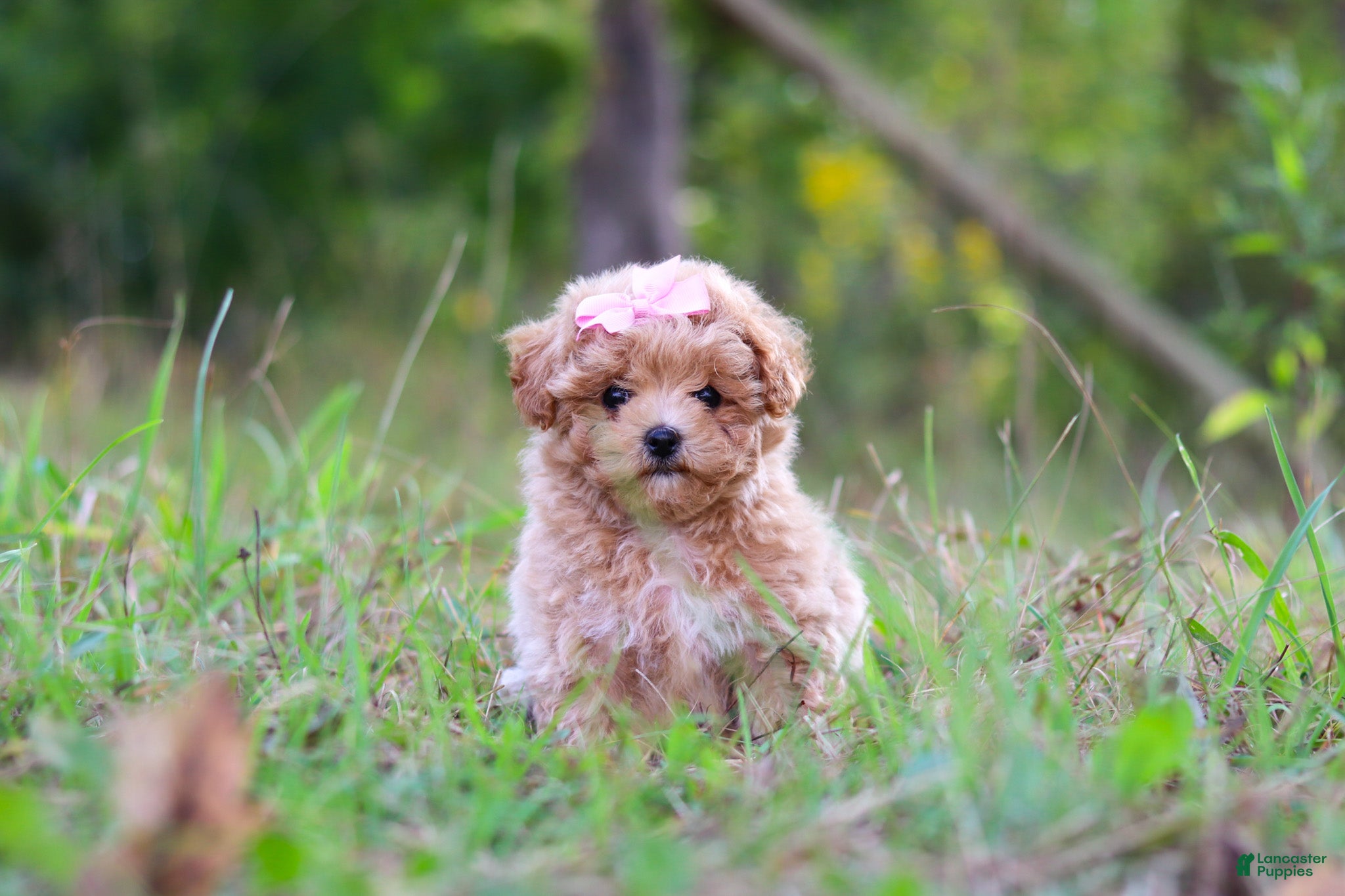 Maltipoo dogs Oakley - Ad 2