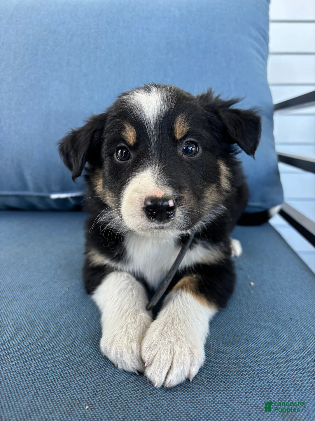 Mixed Breed dogs for sale: Dusty - Ad 1