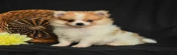 Pomeranian dogs for sale: Lance  - Ad 3