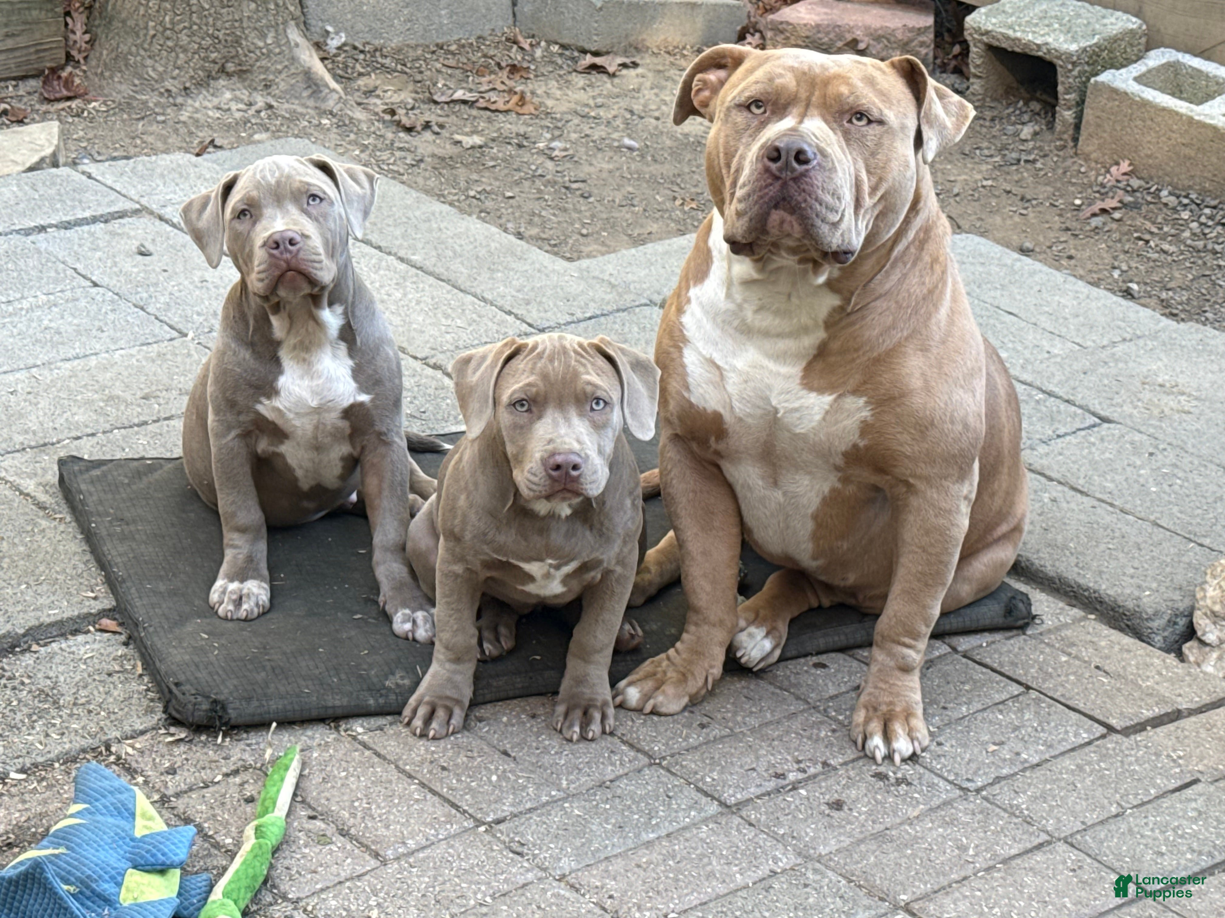 American Bully dogs for sale: GRAM - Ad 1