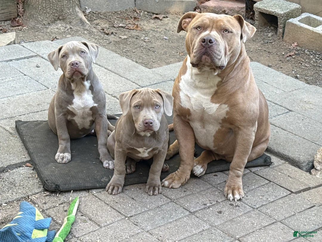 American Bully dogs for sale: GRAM - Ad 1