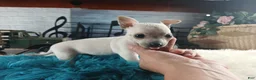 Chihuahua dogs for sale: Haleys white boy. Hand Delivery  - Ad 6