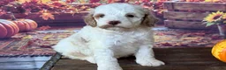 Cockapoo dogs for sale: Milo - Ad 3