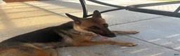 German Shepherd dogs for sale: Jemma  - Ad 6